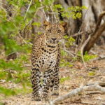 Yala National Park Private Jeep Safari From Colombo & Negombo - The Experience in Detail