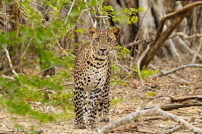 Yala National Park Private Jeep Safari From Colombo & Negombo - The Experience in Detail