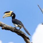 Yala National Park Private Tour with Fast Entry - Why Choose This Tour?