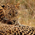Yala National Park Safari : 3 Options ( 5 h/7 h/ 12 h ) - An in-depth look at the safari experience