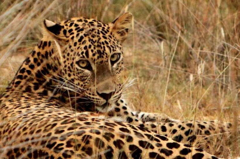 Yala National Park Safari : 3 Options ( 5 h/7 h/ 12 h ) - An in-depth look at the safari experience