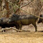 Yala National Park Safari from Hikkaduwa - Final Thoughts