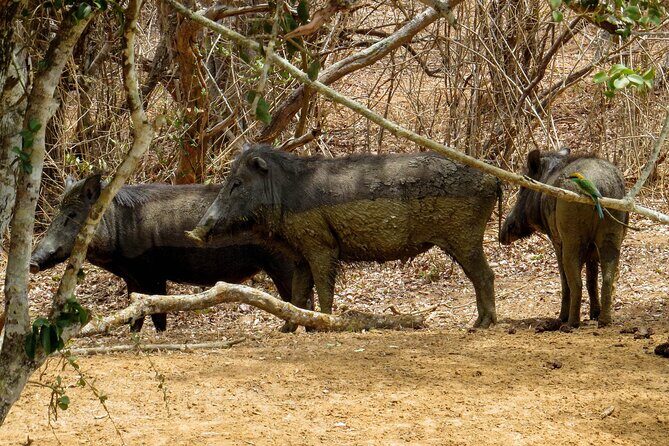Yala National Park Safari from Hikkaduwa - Final Thoughts