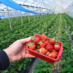 Yame & Kurume Tea Fields & Craft Tour  From Farm to Cup - Exploring the Kyushu Region’s Hidden Gems