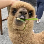 Yilan Whale Watching and Animal Farm Private Tour from Taipei - An In-Depth Look at the Itinerary