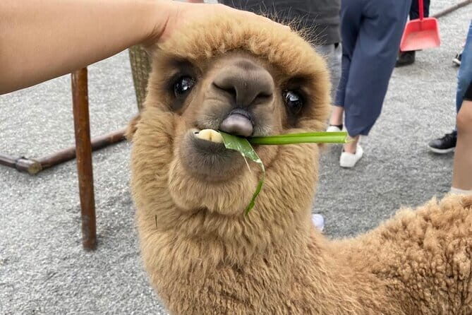 Yilan Whale Watching and Animal Farm Private Tour from Taipei - An In-Depth Look at the Itinerary