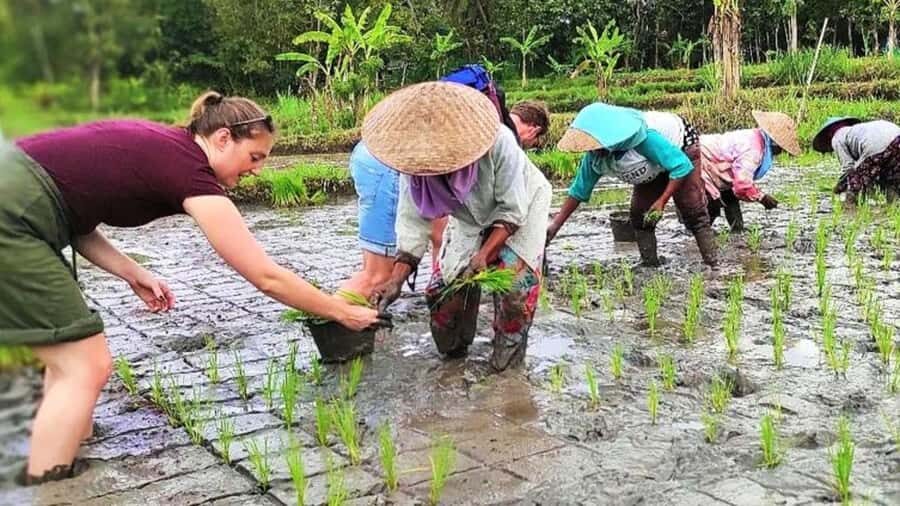 Yogyakarta: Village Cycling Tour with Classic Bicycle - An Honest Look at the Village Cycling Experience