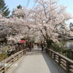 YokaBus Fukuoka Cherry Blossom Famous Spots and Night Sakura Tour - The Asakura Triple Waterwheel: An Engineering Marvel Amid Blooming Riversides