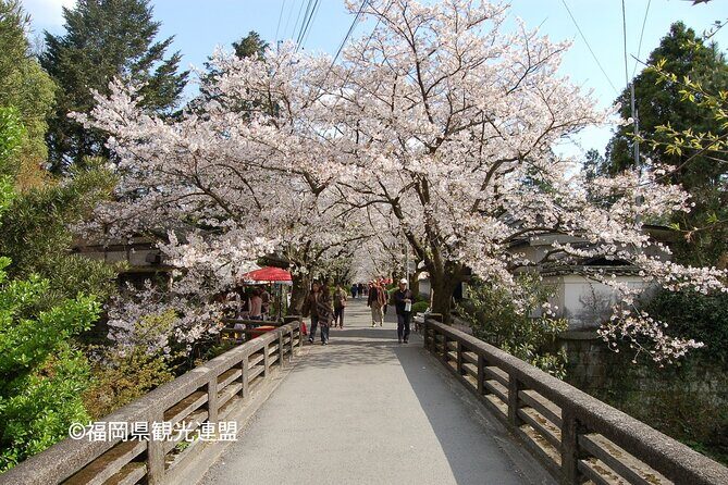 YokaBus Fukuoka Cherry Blossom Famous Spots and Night Sakura Tour - The Asakura Triple Waterwheel: An Engineering Marvel Amid Blooming Riversides