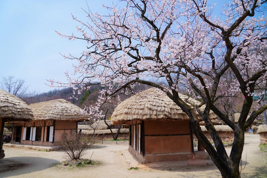 Korean Folk Village Yongin in spring with traditional thatched houses