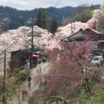 Yoshino: Private Guided Tour & Hiking in a Japanese Mountain - Why You Should Consider This Tour