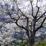 Zhangjiajie: Avatar Canyon Hike & Waterfall Tour - What You Should Know Before Booking