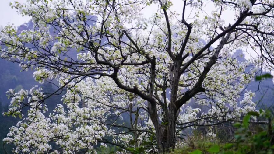 Zhangjiajie: Avatar Canyon Hike & Waterfall Tour - What You Should Know Before Booking