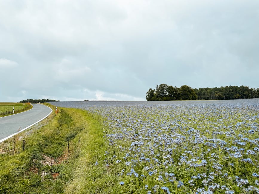 Bavarian wildflower field along a winding country road