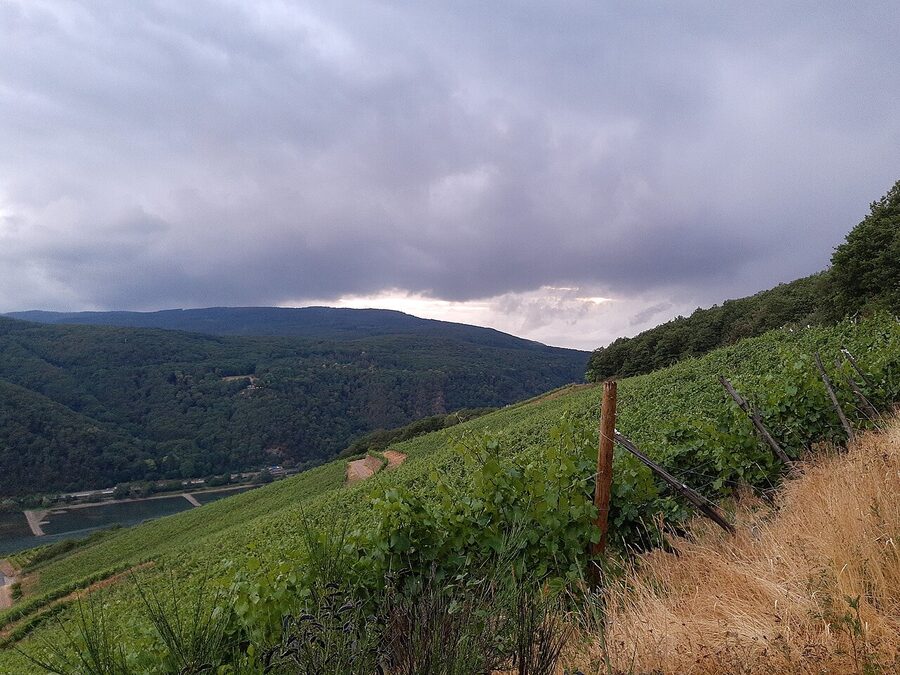 Rhine valley at Assmannshausen with vineyards