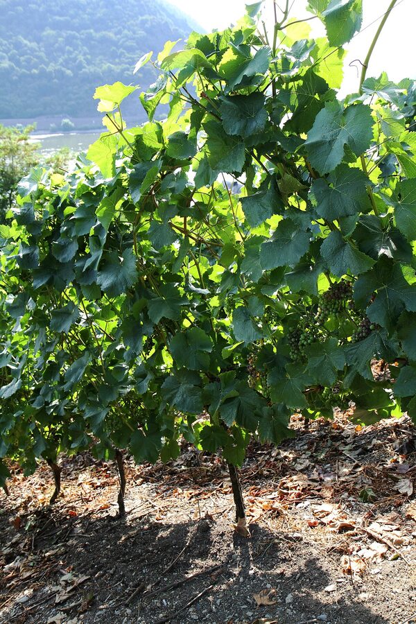 Riesling vines on the Oelsberg hillside above Oberwesel