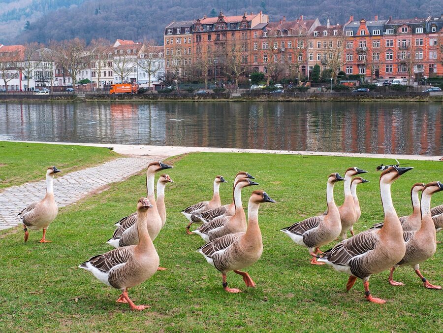Geese on the Neckar river in Heidelberg