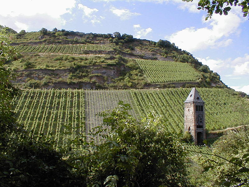 Rhine Valley vineyard at Bacharach with castle ruins on the hillside