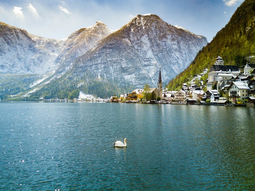 Swan on Hallstatter See with the village behind