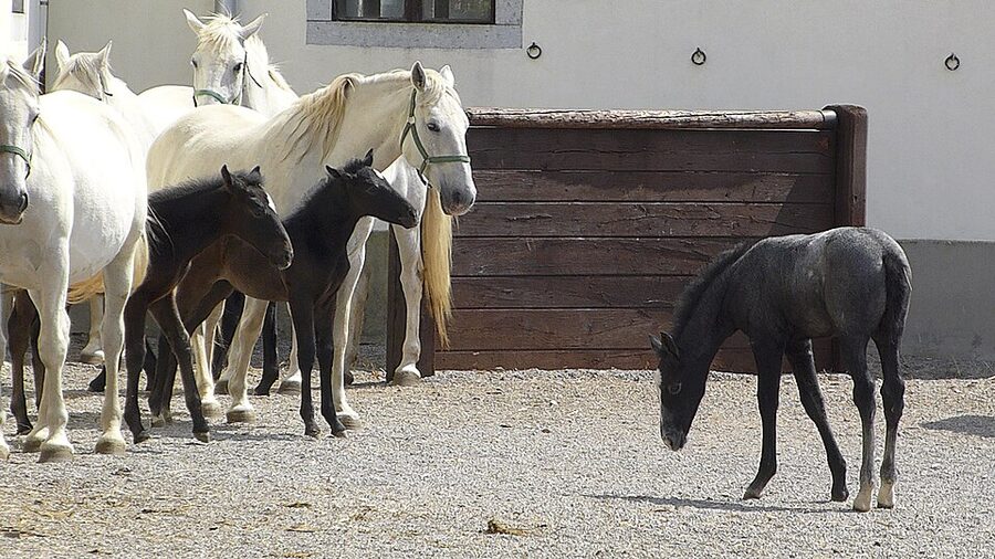 Lipizzaner stallion white horse