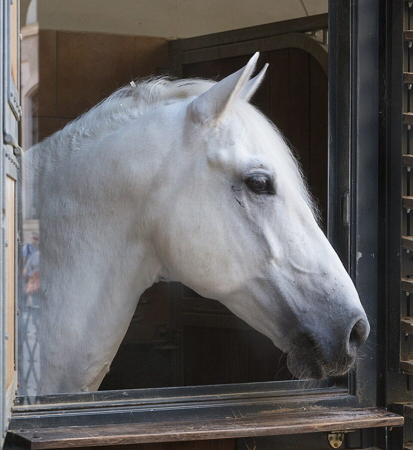 Close-up of a Lipizzan stallion head at the Stallburg Vienna
