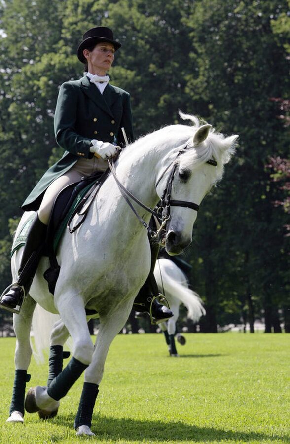 Lipizzan stallion portrait