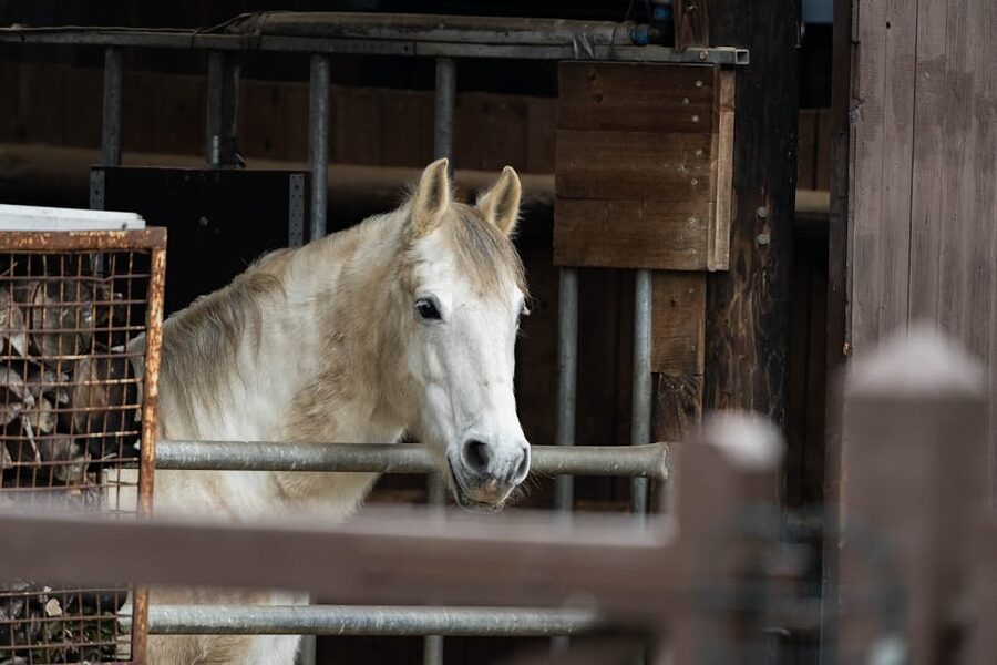 Lipizzan horse in a rustic stable