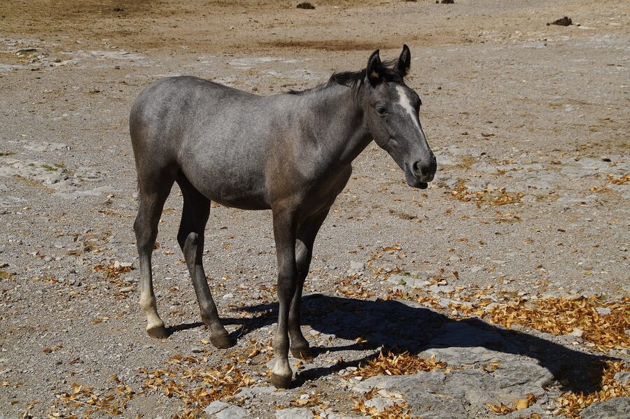 Lipizzaner foal at the Lipica stud farm