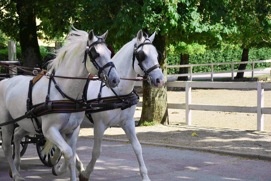 Lipizzaner with rider in classical pose