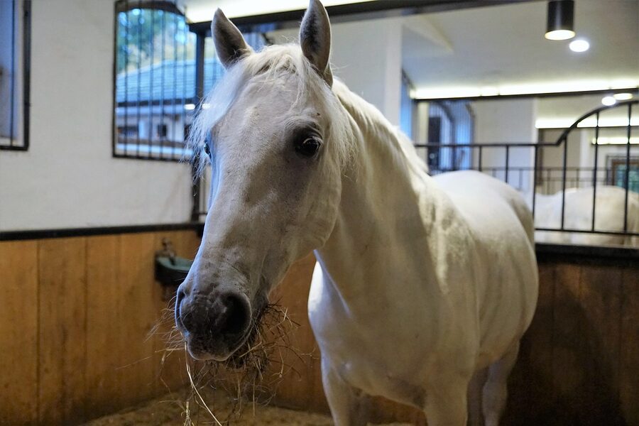 Lipizzaner horse at riding stud