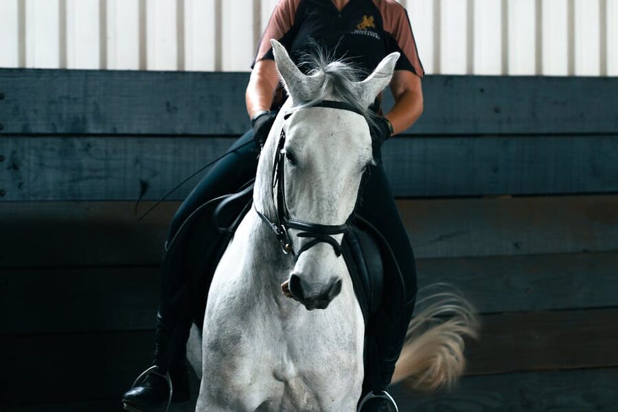 Rider training a white horse inside an indoor arena