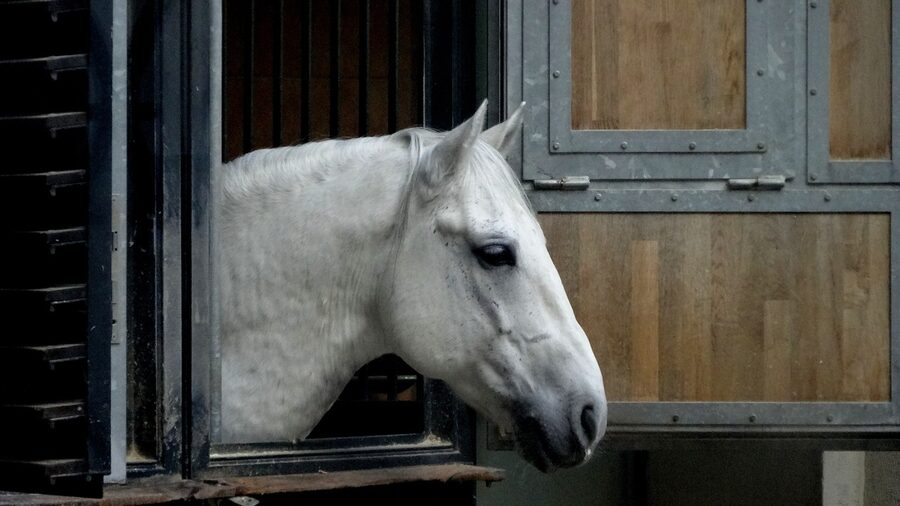 Lipizzaner mare at the Vienna riding school