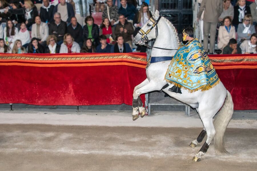 White horse rearing in indoor riding arena under chandeliers