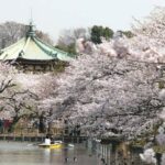 10 Day Southern Japan Cherry Blossom Festival by UME Travel - Tokyo’s shrine paths and spring parks