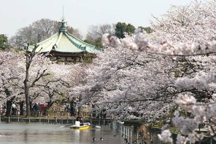 10 Day Southern Japan Cherry Blossom Festival by UME Travel - Tokyo’s shrine paths and spring parks