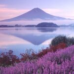 12:30 Departure - Mount Fuji with free dinner set - Kawaguchiko, Oishi Park, Oshino Hakkai, Illumination tour - Kawaguchiko: a Mount Fuji-area stop