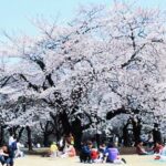 13 Day Central Japan Cherry Blossom Festival by UME Travel - Mount Fuji and Hakone bring the big views