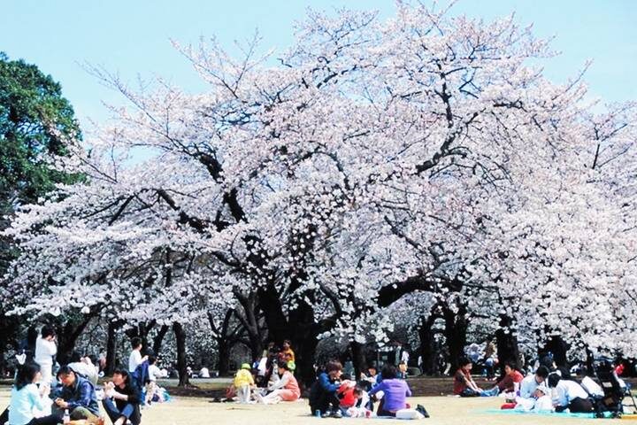13 Day Central Japan Cherry Blossom Festival by UME Travel - Mount Fuji and Hakone bring the big views