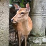 13-Day Japan Tour: Tokyo, Mount Fuji, Kyoto, Nara, Osaka & Beyond by The Dragon Trip - Tokyo: sushi, street scenes and a temple stop