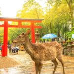 14 Days Japan Panoramic (Private 3 Star Hotels) by Stunning Tours - Narita and Tokyo: a soft landing, then a fast start