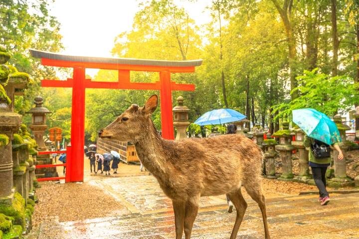 14 Days Japan Panoramic (Private 3 Star Hotels) by Stunning Tours - Narita and Tokyo: a soft landing, then a fast start