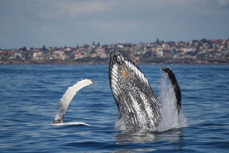 2.5-Hour Whale Watching Discovery Cruise on Sydney Harbour - What the decks and cabin add