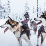 2-5km Huskies sled ride experience as passenger - What the day’s schedule means in practice