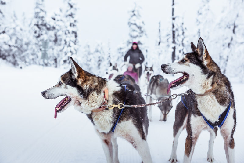2-5km Huskies sled ride experience as passenger - What the day’s schedule means in practice
