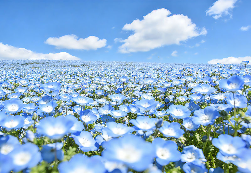 2027 Spring Flower Sea Limited: Ashikaga Flower Park Wisteria & Hitachi Seaside Park Nemophila One-Day Tour (Departing from Tokyo) - The morning pickup and long ride north
