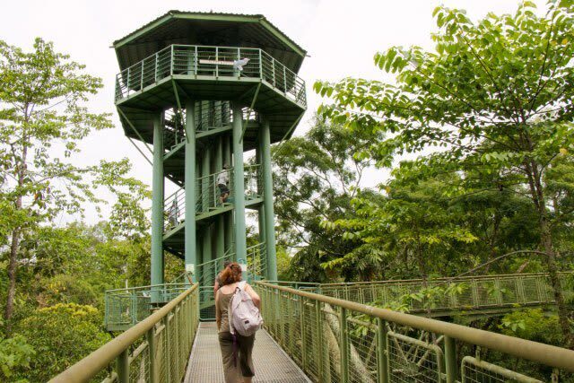 2D1N Stay at Sepilok Jungle Resort with Sepilok Wlidlife Tour in Sandakan - A guided walk at Rainforest Discovery Centre