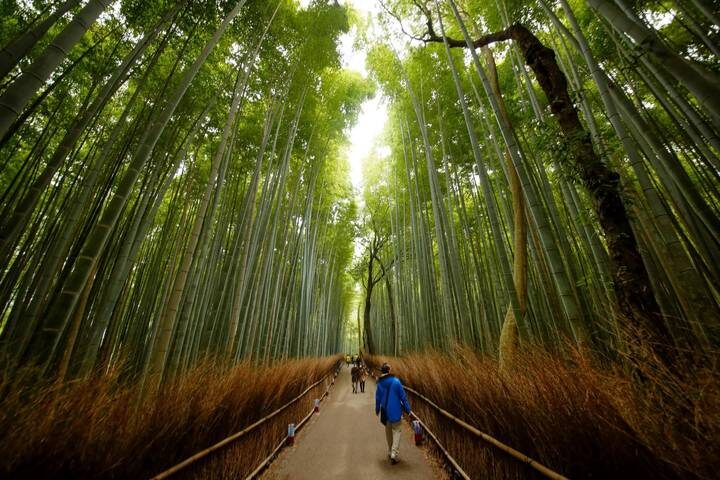 3 Day Kyoto, Osaka & Nara Tour from Tokyo by Tourist Journey - Day 2: Osaka Castle to Dotonbori