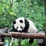 3-Day Tour to Jiuzhaigou, Huanglong, Mount Siguniang, and Dujiangyan (First Class/2-8 People Group Optional) - Day two: a full day among Jiuzhaigou’s lakes