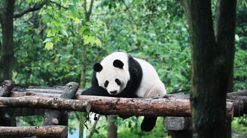 3-Day Tour to Jiuzhaigou, Huanglong, Mount Siguniang, and Dujiangyan (First Class/2-8 People Group Optional) - Day two: a full day among Jiuzhaigou’s lakes