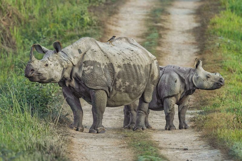 3D2N Chitwan National Park Tour from Pokhara - Day two: river, birds and jungle paths